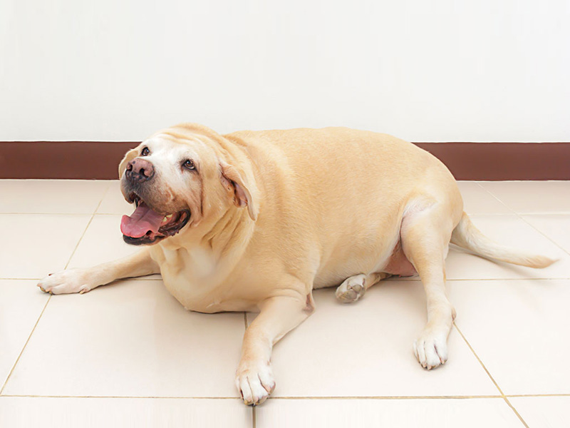 Pulmonalis hipertónia kutyáknál: tünetek, okok és kezelések